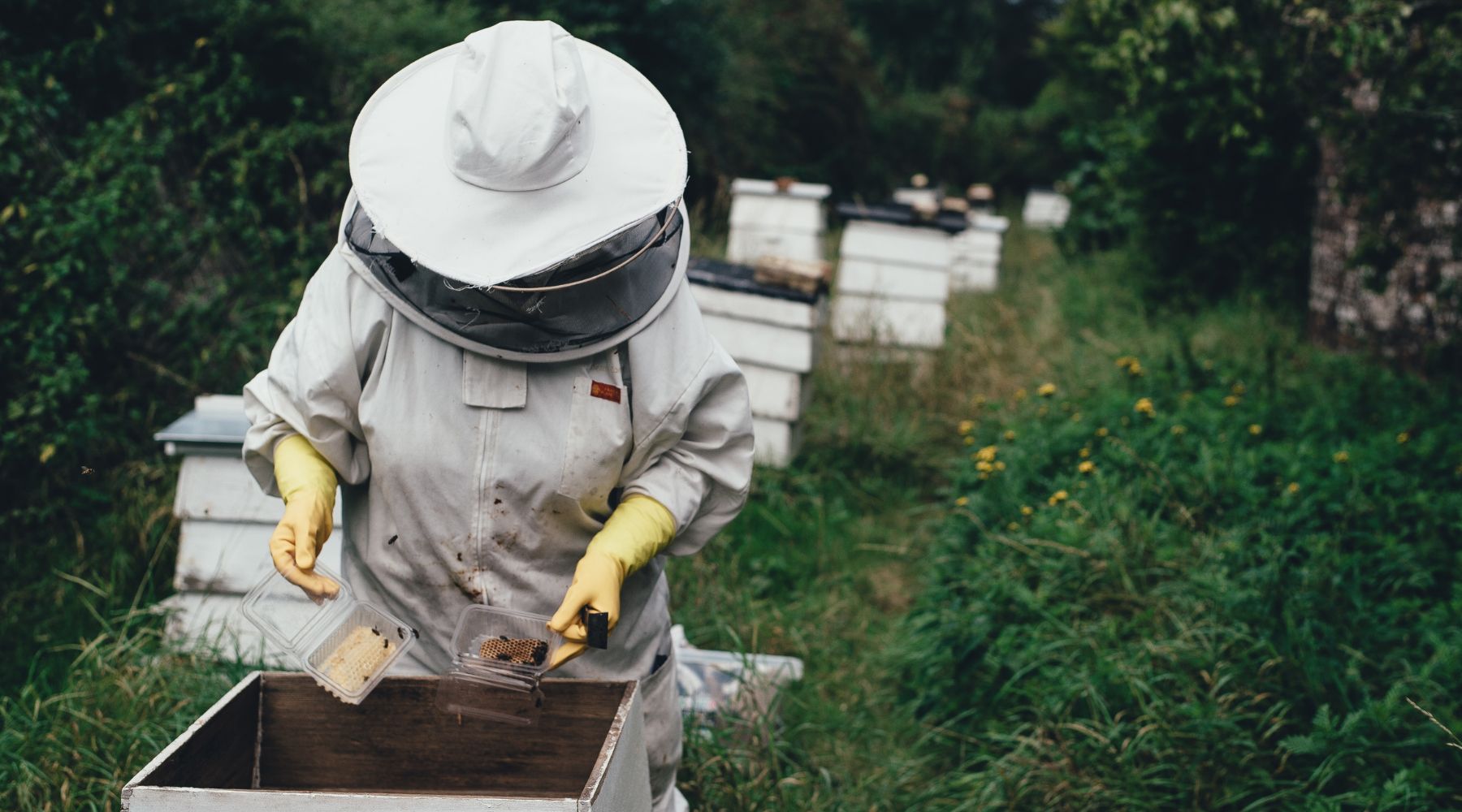beekeeper