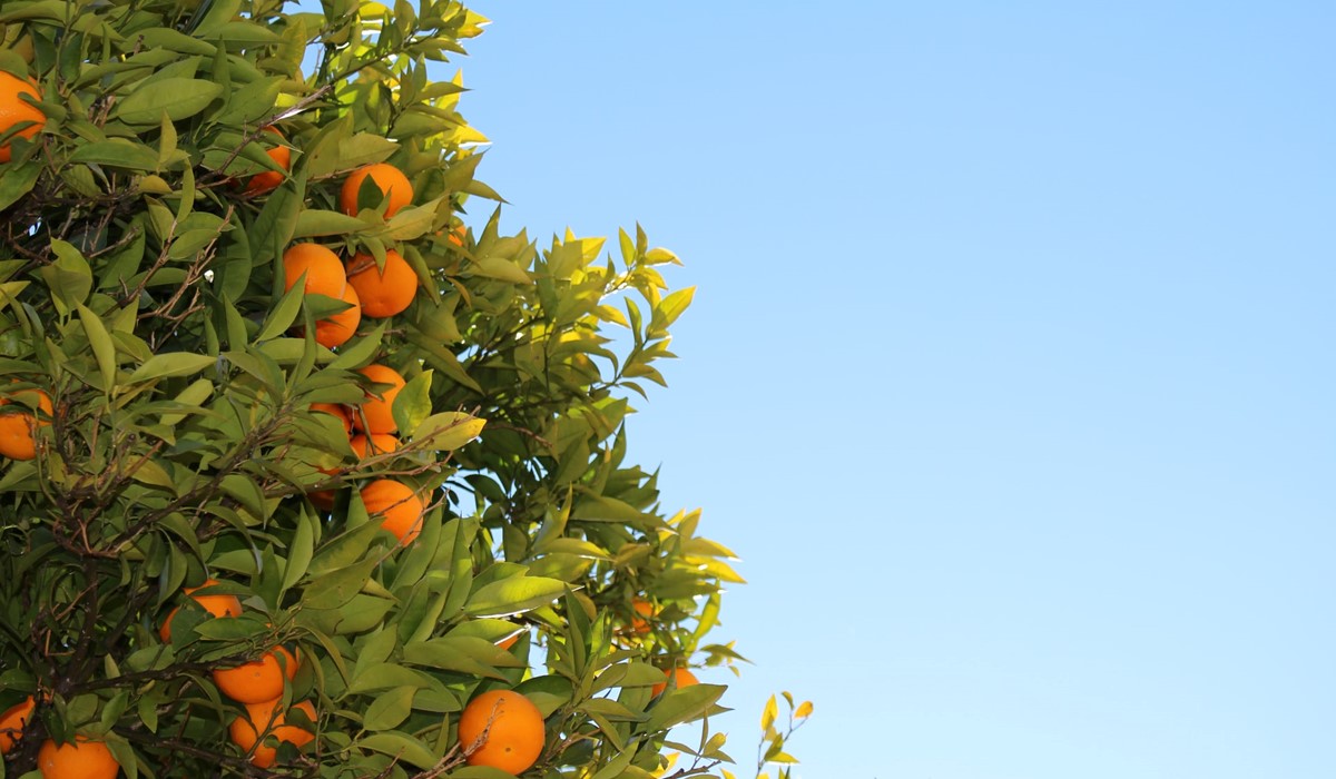Orange Peel