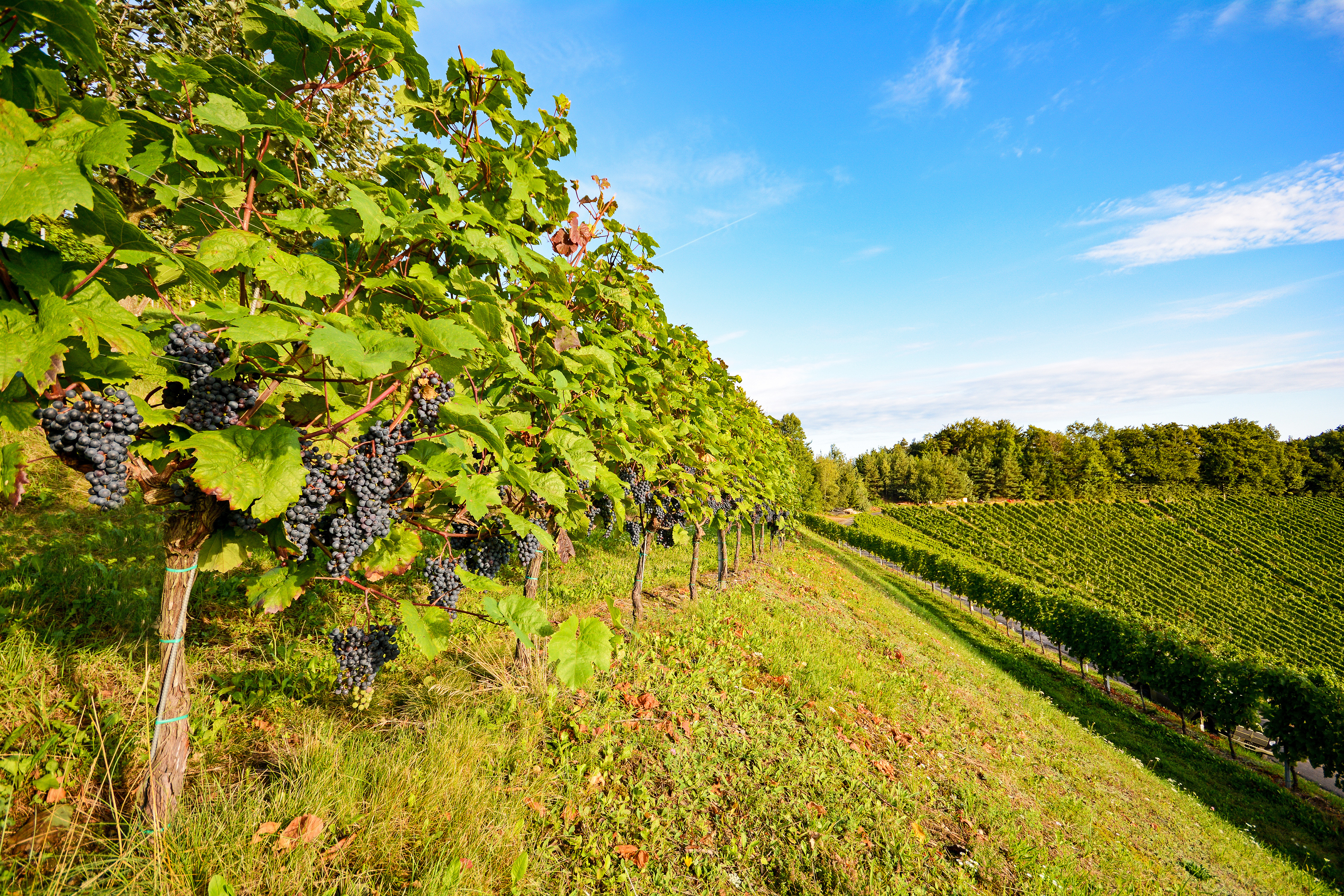 O Dromos Toy Krasioy Nemea Main