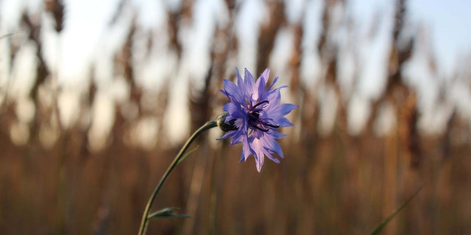 Σχέδιο Χωρίς Τίτλο (35)