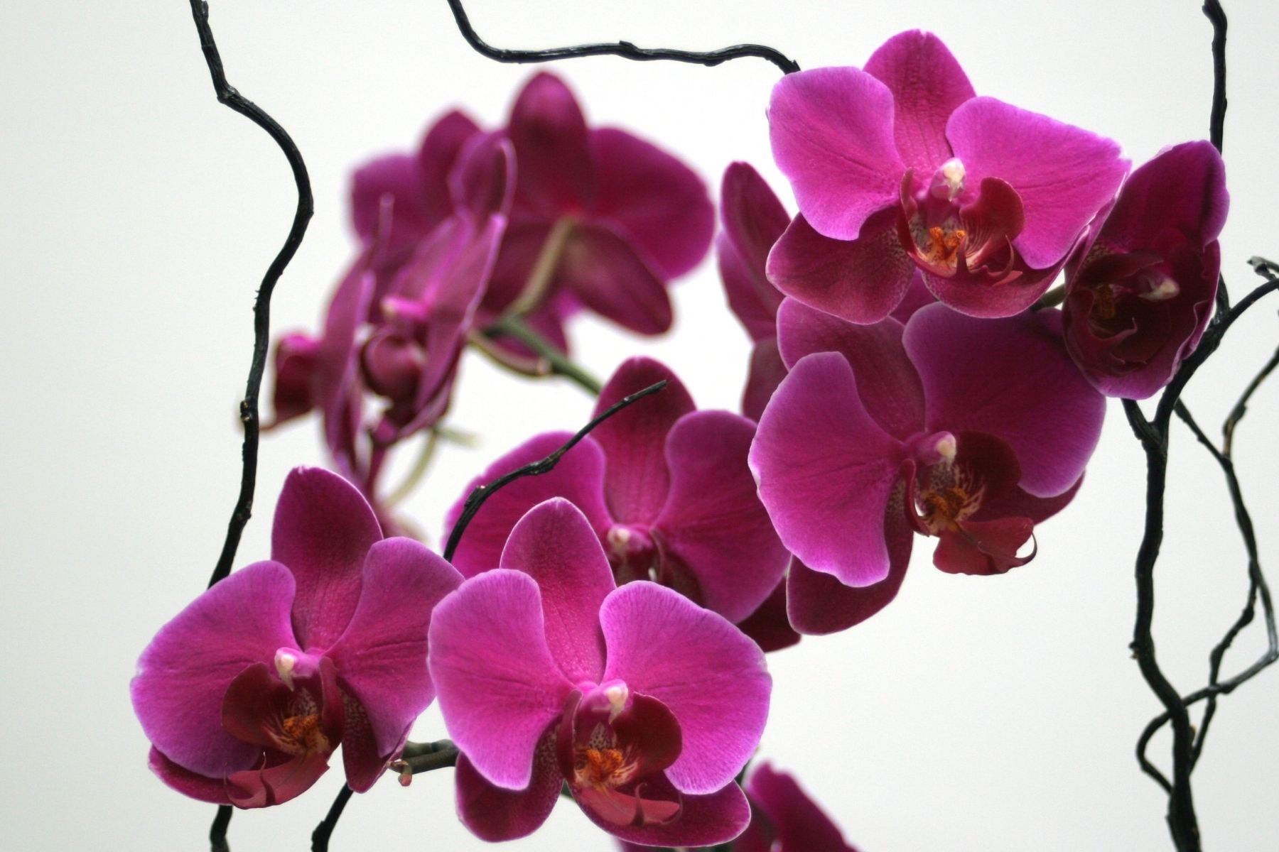 orchid