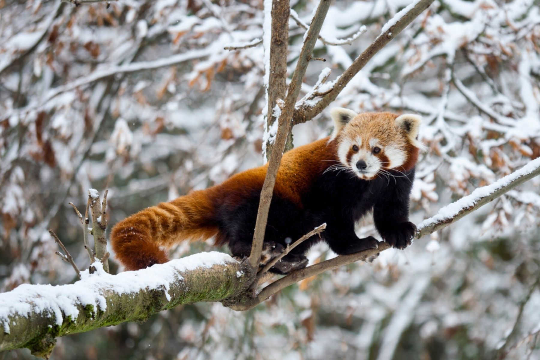 red-panda